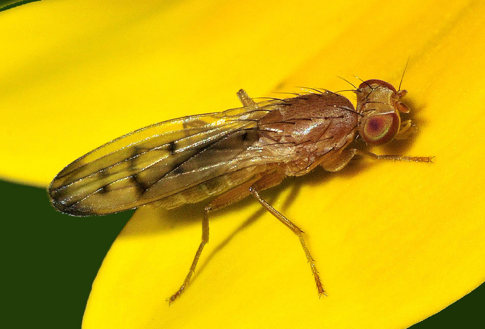 Opomyzidae:   Opomyza florum?    S  !